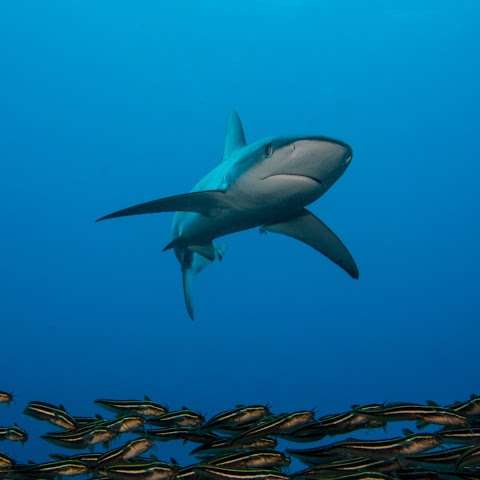 Photo: Pro Dive Lord Howe Island